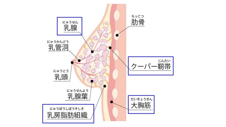 バストの構造